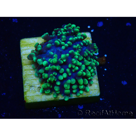WYSIWYG - Rhodactis 13M2