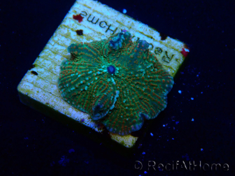 WYSIWYG - Rhodactis indosinensis