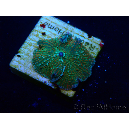 WYSIWYG - Rhodactis indosinensis 13N2