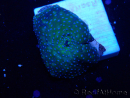 WYSIWYG - Discosoma