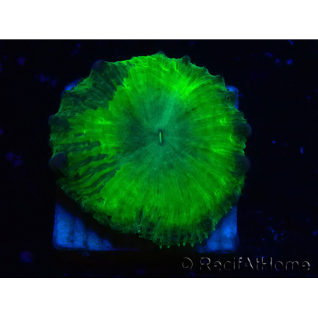 WYSIWYG Blastomussa wellsi XL 24A4