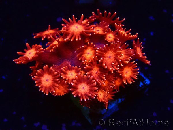 WYSIWYG Goniopora