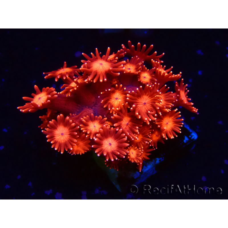 WYSIWYG Goniopora