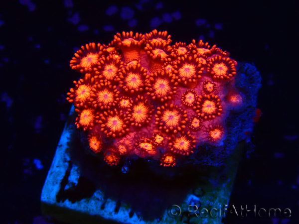 WYSIWYG Goniopora