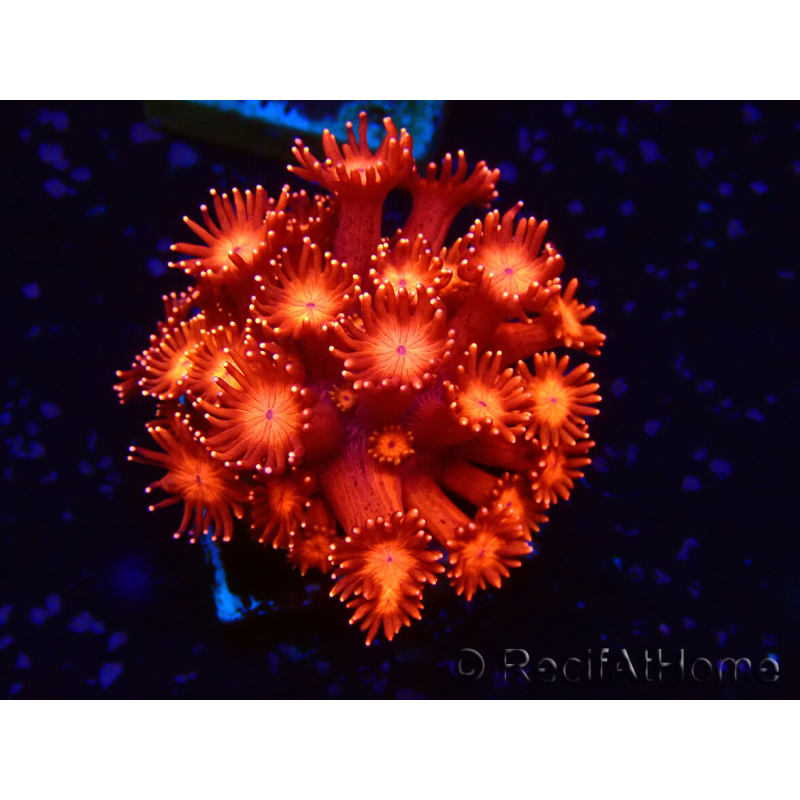 WYSIWYG Goniopora 9J3
