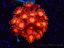 WYSIWYG Goniopora