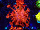WYSIWYG Goniopora