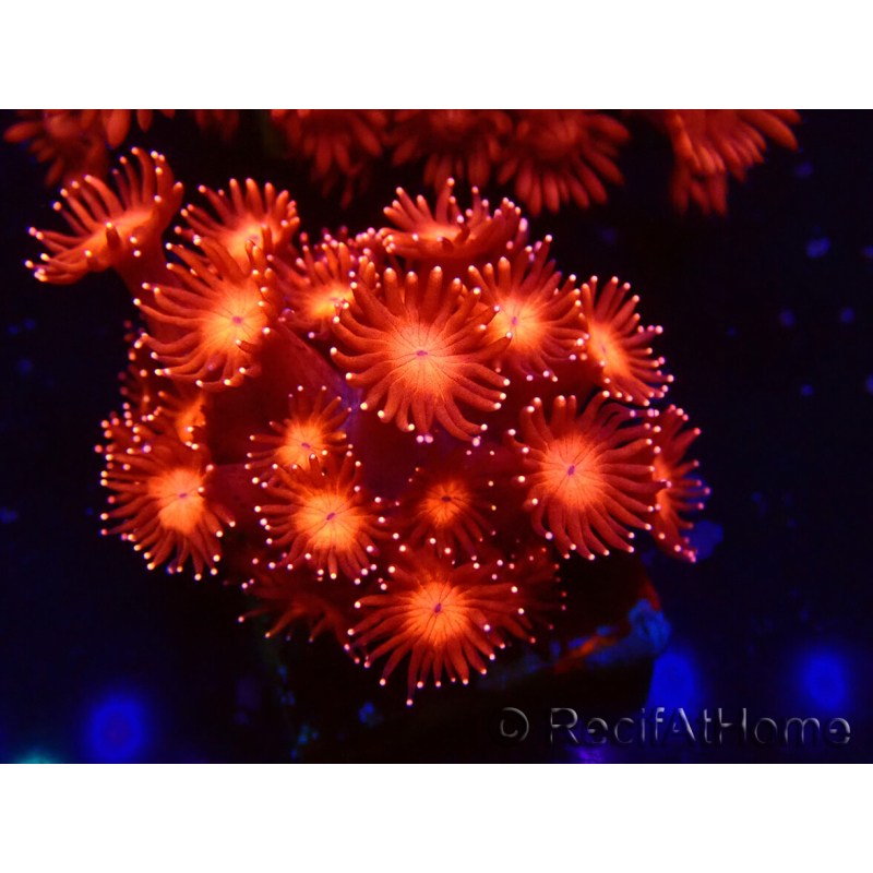 WYSIWYG Goniopora 9J6