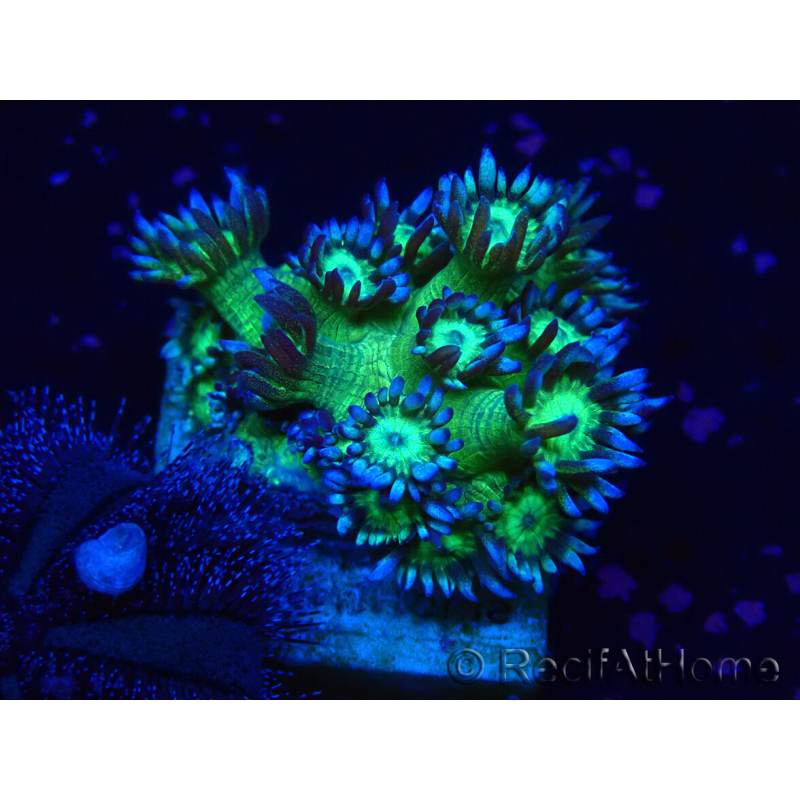 WYSIWYG Goniopora