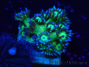 WYSIWYG Goniopora