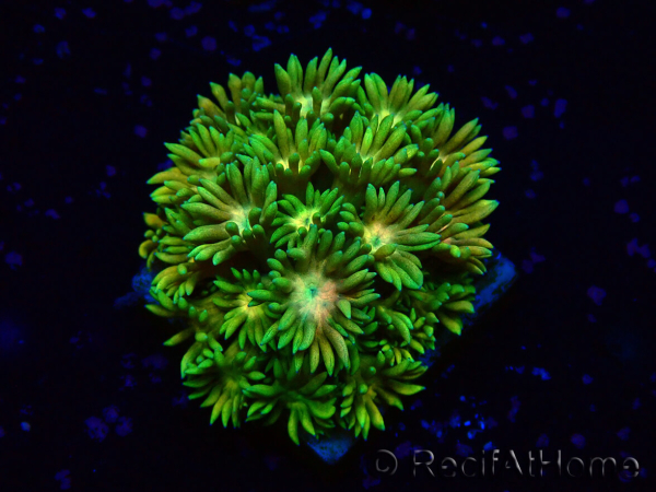 WYSIWYG Goniopora
