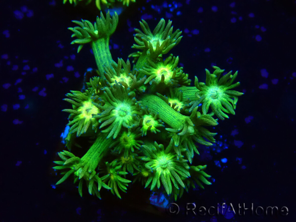 WYSIWYG Goniopora