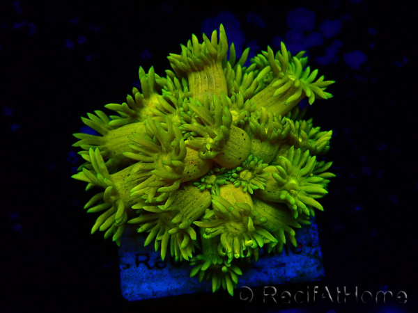 WYSIWYG Goniopora