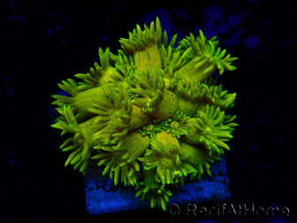 WYSIWYG Goniopora