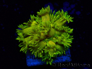 WYSIWYG Goniopora
