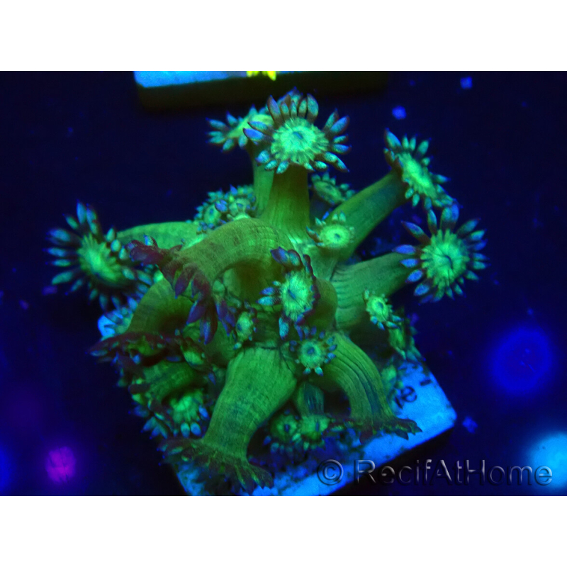 WYSIWYG Goniopora