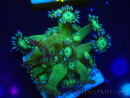 WYSIWYG Goniopora