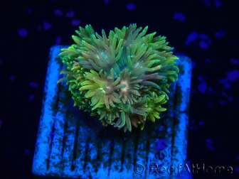 WYSIWYG Goniopora 9L1