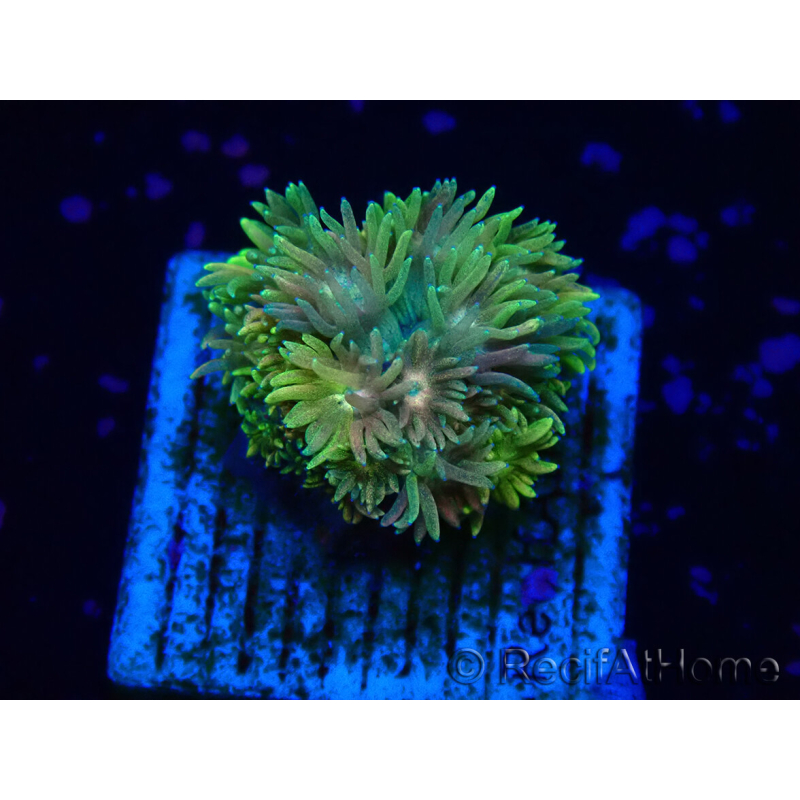 WYSIWYG Goniopora