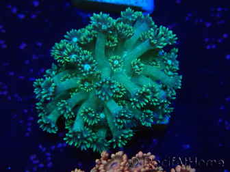 WYSIWYG Goniopora 9L2