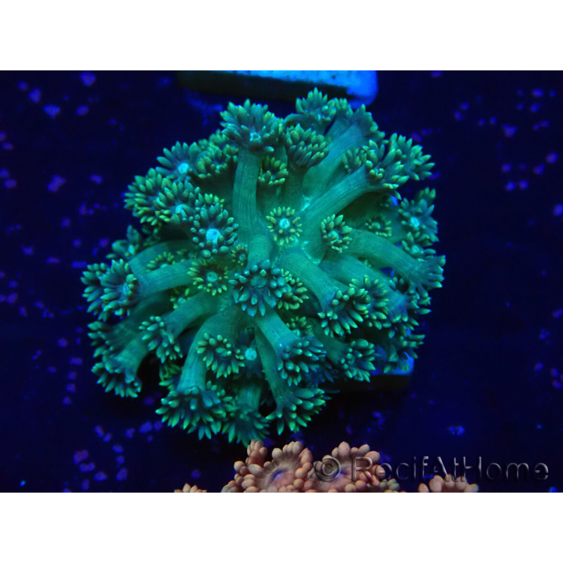 WYSIWYG Goniopora 9L2