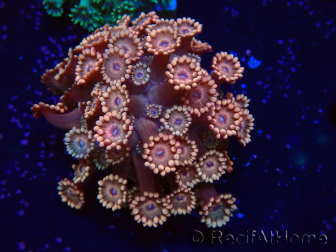 WYSIWYG Goniopora