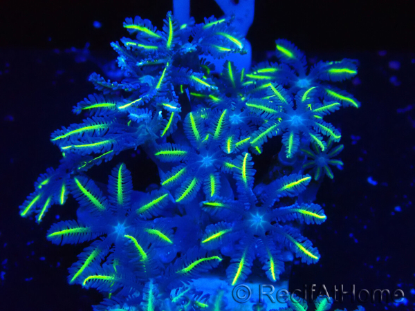WYSIWYG Clavularia
