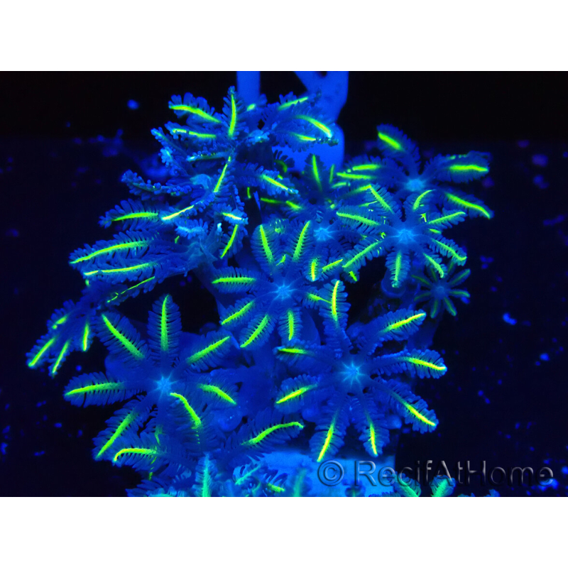 WYSIWYG Clavularia sp 20N1