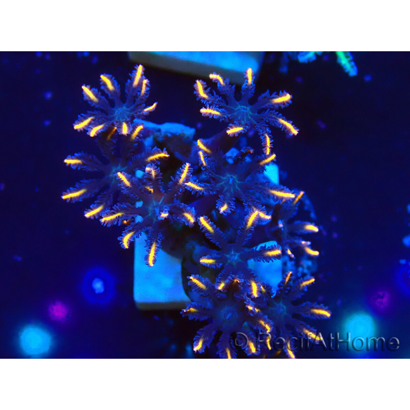 WYSIWYG Clavularia sp 20N6