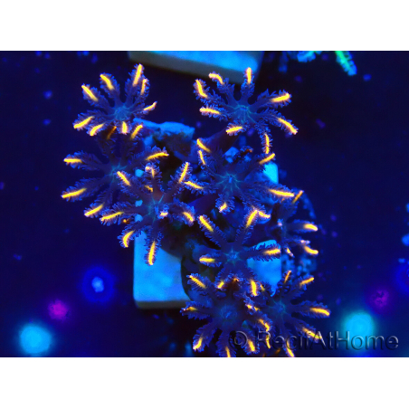 WYSIWYG Clavularia