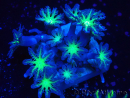 WYSIWYG Clavularia
