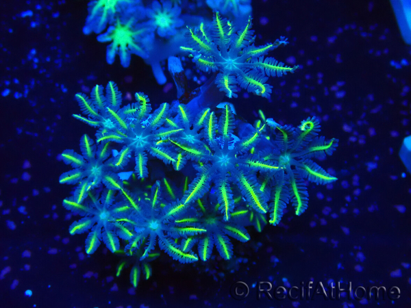 WYSIWYG Clavularia