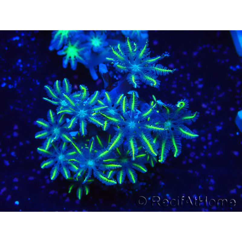 WYSIWYG Clavularia