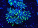 WYSIWYG Clavularia