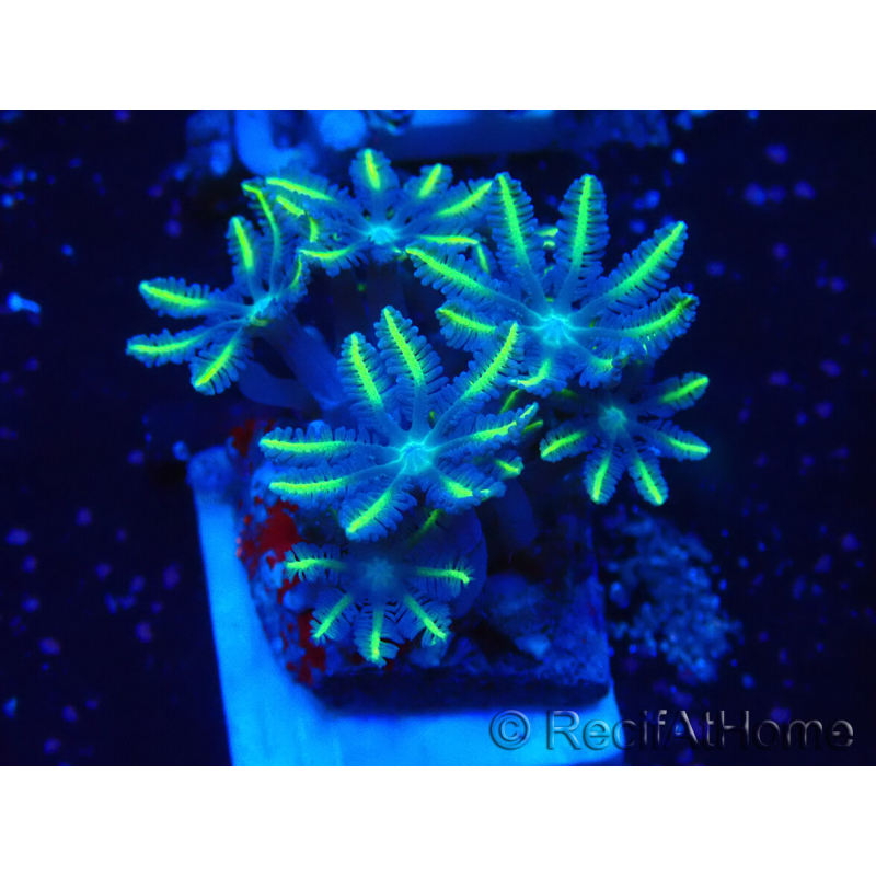 WYSIWYG Clavularia
