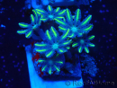 WYSIWYG Clavularia