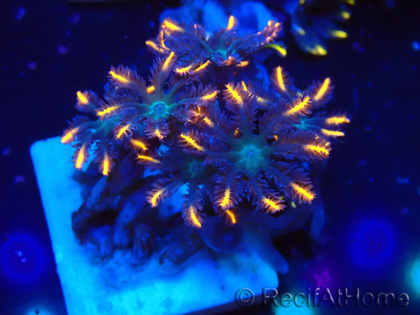 WYSIWYG Clavularia