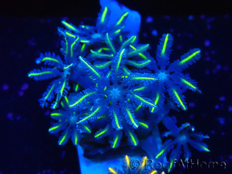 WYSIWYG Clavularia