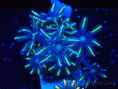 WYSIWYG Clavularia sp 20P1