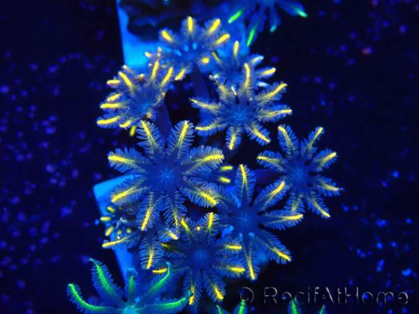 WYSIWYG Clavularia