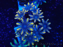 WYSIWYG Clavularia