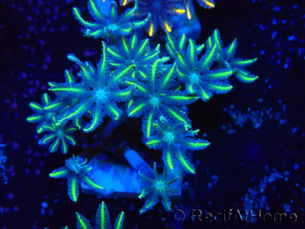 WYSIWYG Clavularia