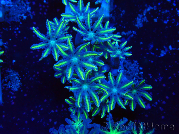 WYSIWYG Clavularia