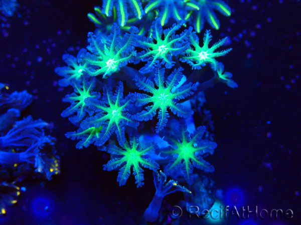 WYSIWYG Clavularia