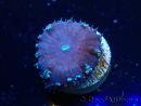 WYSIWYG Blastomussa wellsi