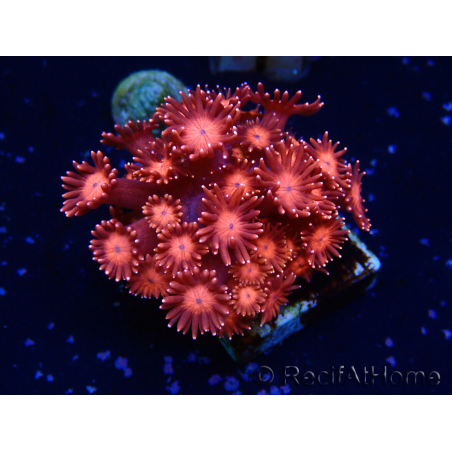 WYSIWYG Goniopora