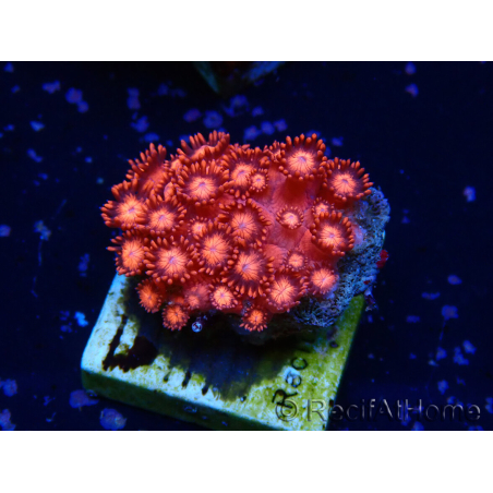 WYSIWYG Goniopora