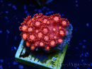 WYSIWYG Goniopora