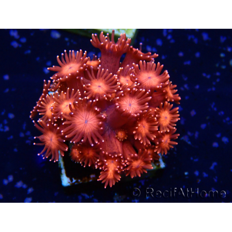 WYSIWYG Goniopora
