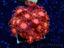 WYSIWYG Goniopora